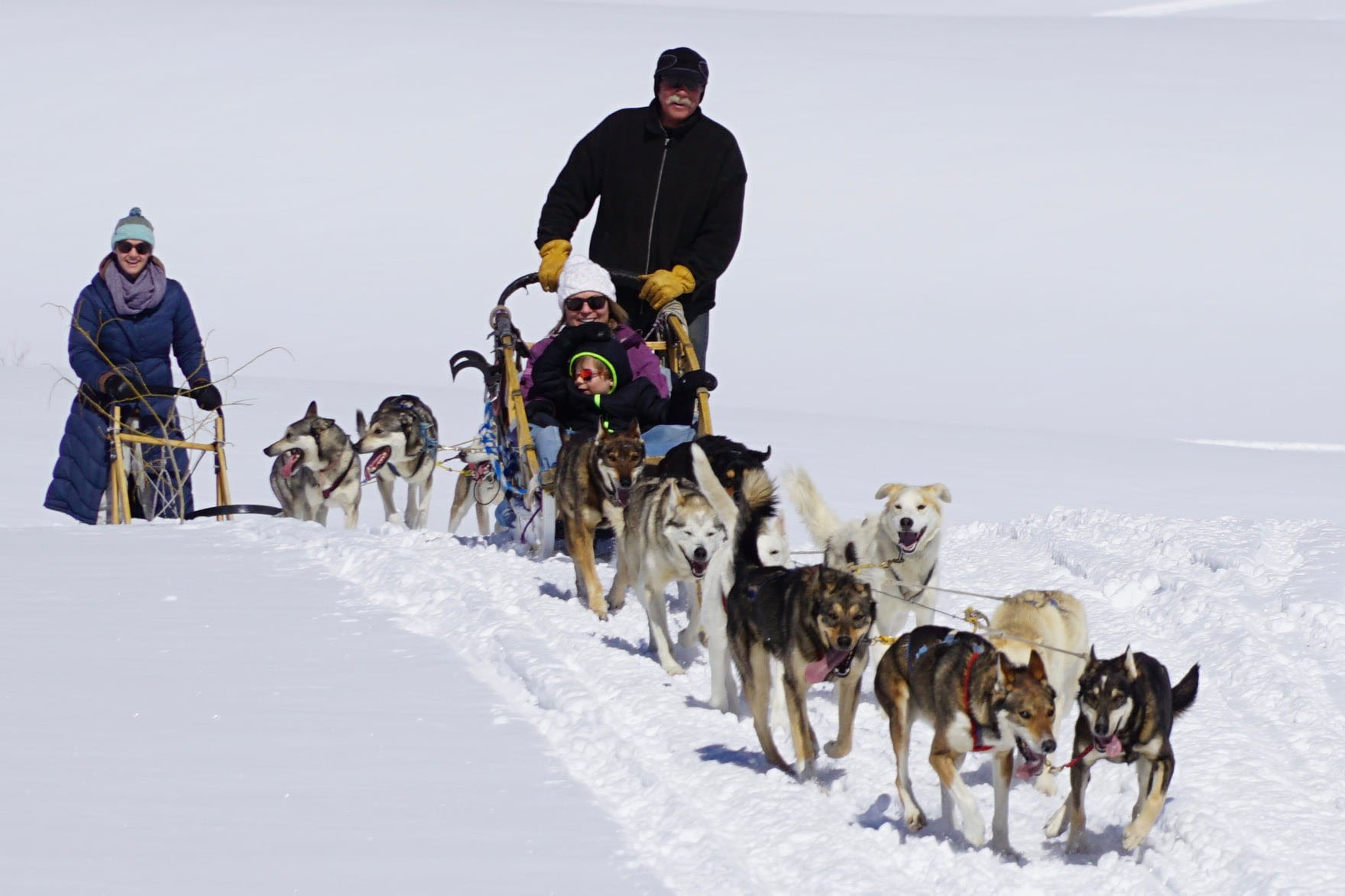 Dog Sledding
