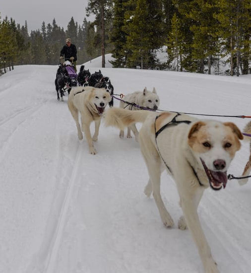 Dog Sledding